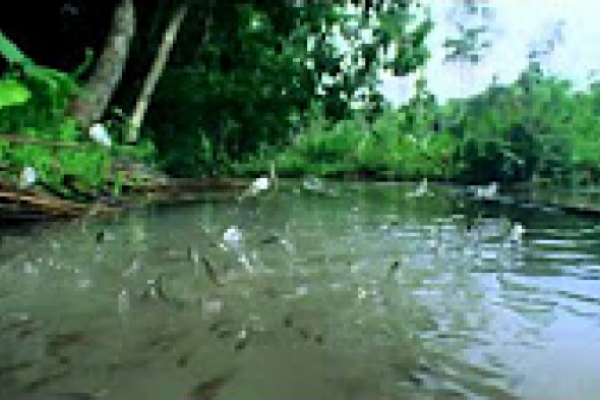 San Antonio de Padua. Milagro de los peces. Vida de San Antonio de Padua