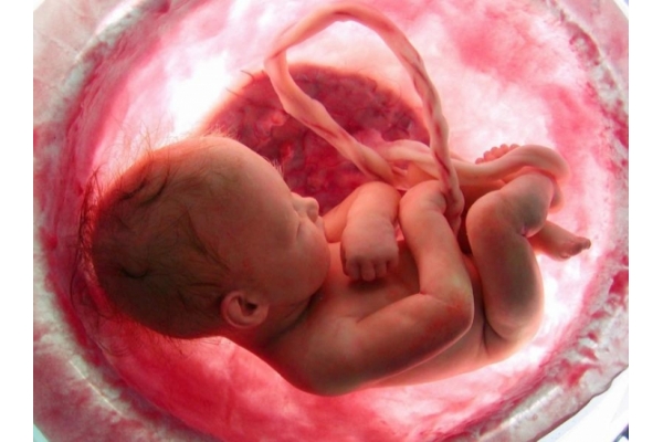 Estados Unidos exige a la OEA que deje de promover el aborto