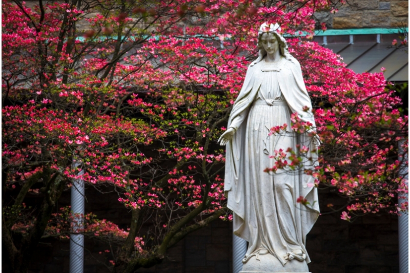 Estados Unidos y Canadá serán consagrados a la Virgen María el próximo 1 de mayo
