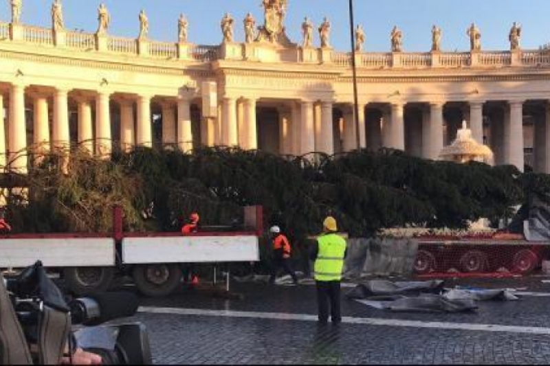 El tradicional árbol de Navidad llega al Vaticano