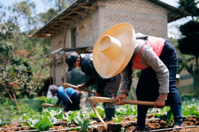 La COVID-19 aumenta en más de 100 millones el número de personas que padecen hambre La COVID-19 aumenta en más de 100 millones el número de personas que padecen hambre