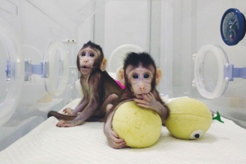 Polémica y peligrosa clonación de dos monos en China